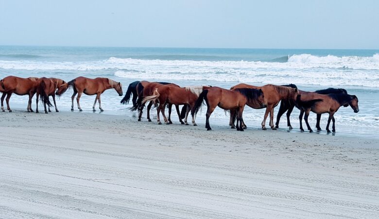 horse, nature, beach-2848328.jpg