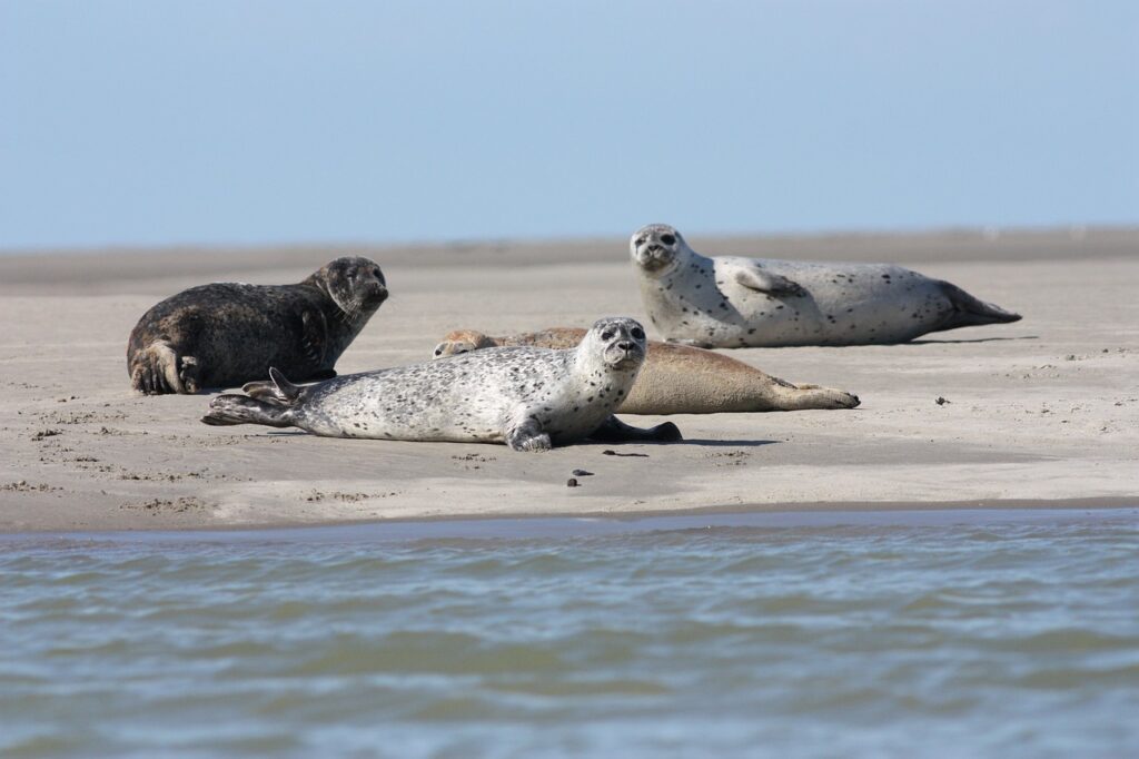 seals, marine, mammals-5069365.jpg
