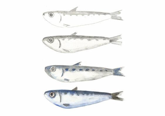 sardine, fish, pencil-5129230.jpg
