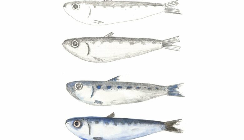sardine, fish, pencil-5129230.jpg